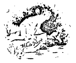 WHITE ROCK trademark