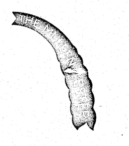 THE MULLEN TESTER trademark