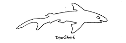 TIGER SHARK trademark