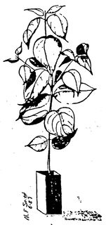 LogoMark trademark