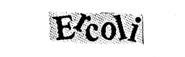 ERCOLI trademark