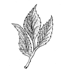 LogoMark trademark