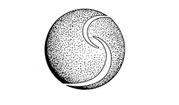 S trademark