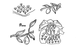 PURA VIA FRIGO trademark
