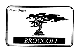 OCEAN BREEZE BROCCOLI trademark