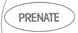 PRENATE trademark