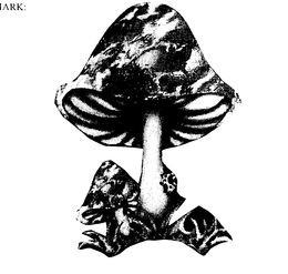 MUSHROOM trademark