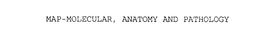 MAP-MOLECULAR, ANATOMY AND PATHOLOGY trademark