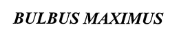 BULBUS MAXIMUS trademark