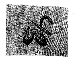 WF trademark