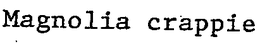MAGNOLIA CRAPPIE trademark