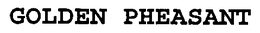 GOLDEN PHEASANT trademark