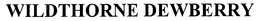 WILDTHORNE DEWBERRY trademark