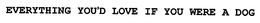 EVERYTHING YOU'D LOVE IF YOU WERE A DOG trademark