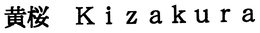 KIZAKURA trademark