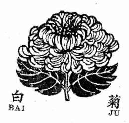BAI JU trademark