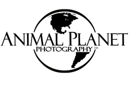 ANIMAL PLANET PHOTOGRAPHY trademark