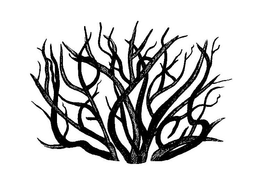 DARK LEAVES trademark