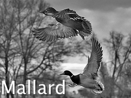MY MALLARD trademark