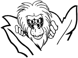 BABOON trademark