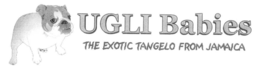 UGLI BABIES THE EXOTIC TANGELO FROM JAMAICA trademark