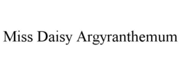 MISS DAISY ARGYRANTHEMUM trademark
