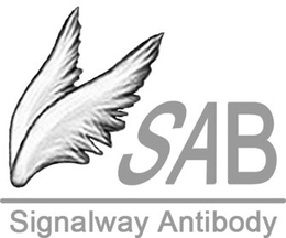 SAB SIGNALWAY ANTIBODY trademark