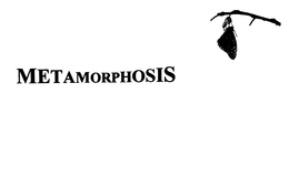 METAMORPHOSIS trademark