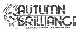 AUTUMN BRILLIANCE A SUPERIOR GRANDIFLORA AMELANCHIER trademark