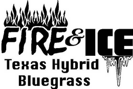FIRE & ICE TEXAS HYBRID BLUEGRASS trademark