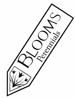 BLOOMS PERENNIALS trademark