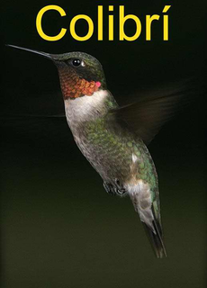 COLIBRÍ trademark