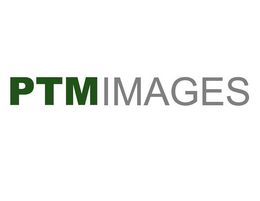 PTM IMAGES trademark