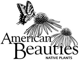 AMERICAN BEAUTIES NATIVE PLANTS trademark