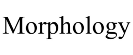 MORPHOLOGY trademark