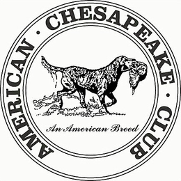AMERICAN CHESAPEAKE CLUB AN AMERICAN BREED trademark
