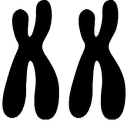XX trademark