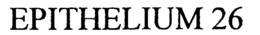 EPITHELIUM 26 trademark