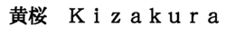 KIZAKURA trademark