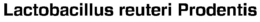 LACTOBACILLUS REUTERI PRODENTIS trademark