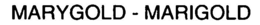 MARYGOLD - MARIGOLD trademark
