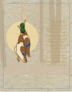 DUCK [DUHK] CHARISMATIC AND CHEERFUL,THE DUCK IS FOUND ON PONDS, RIVERS AND ESTUARIES EVERYWHERE EXCEPT ANTARTICA. WITH A WATERPROOF JACKET OF FEATHERS AND A PASSION FOR TRAVEL DUCKS MIGRATE THOUSANDS OF MILES BETWEEN THEIR SUMMER AND WINTER HOMES trademark