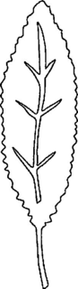 LogoMark trademark