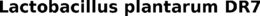 LACTOBACILLUS PLANTARUM DR7 trademark
