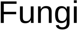 FUNGI trademark