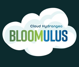 CLOUD HYDRANGEA BLOOMULUS trademark