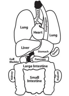 TRACHEA LUNG HEART ESOPHAGUS LUNG LIVER STOMACH SPLEEN GALL BLADDER PANCREAS LARGE INTESTINE KIDNEY SMALL INTESTINE KIDNEY trademark