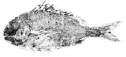 SUSHI YASUDA trademark