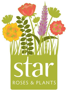 STAR ROSES & PLANTS trademark