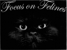 FOCUS ON FELINES trademark